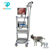 Endoscope vidéo vétérinaire médical pour petits animaux WET-6000 de haute qualité